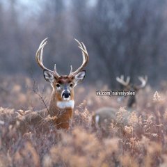 лол