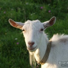  Наивная коза