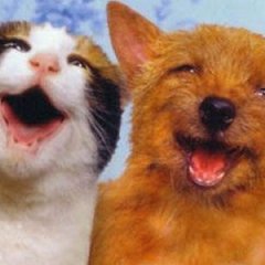 ваыва