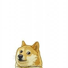 wow dog