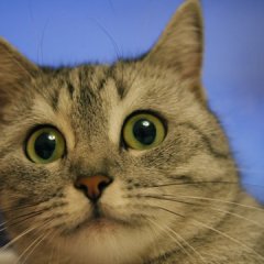 кот