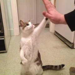 коте