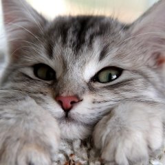 котэ
