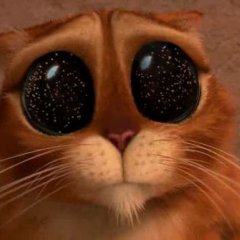 котик