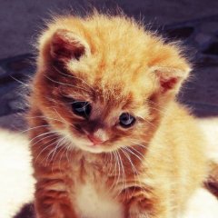 Мем котэ
