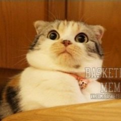 Удивленный кот Basketball Mems