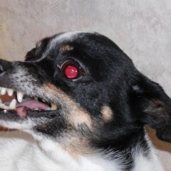 31231