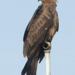 Орел