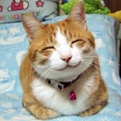 чесно