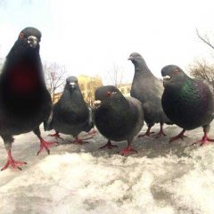 Голуби