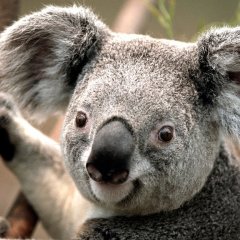 коала