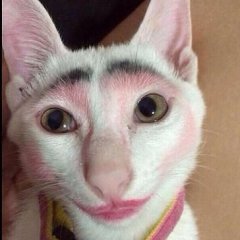 кошка
