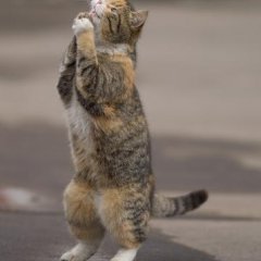 кошка