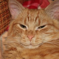 кот