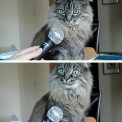 Кот