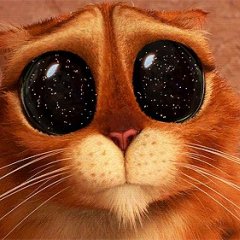 котэ