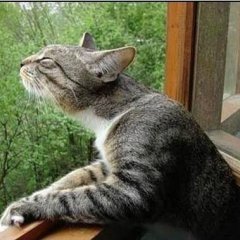 коте