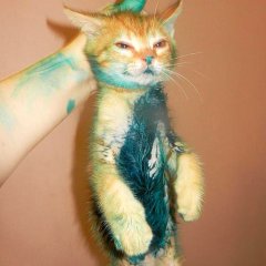 котик