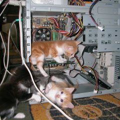 котики