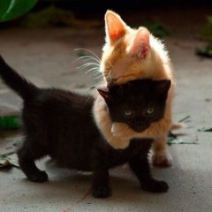 Котв
