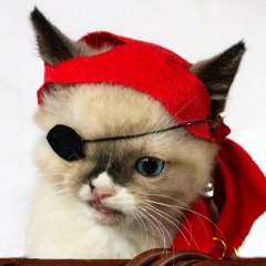 одноокий кт