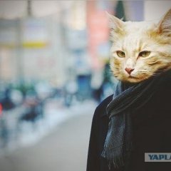 Отвечай