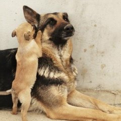 попмл