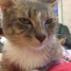 Suspicion cat