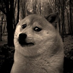 verysaddoge