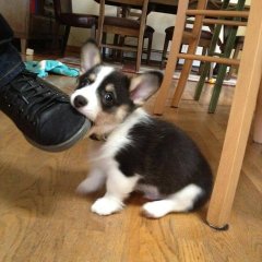 Dog