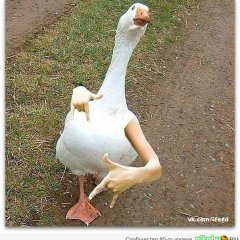 гусь бич