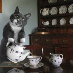 Кот Чай