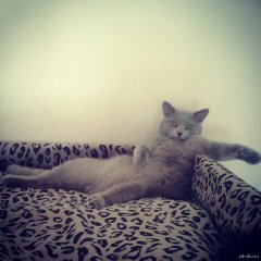Кот