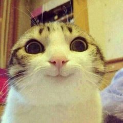 кот