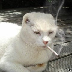 кот