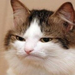кот