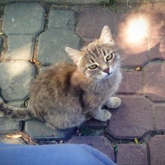 кот