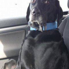пес