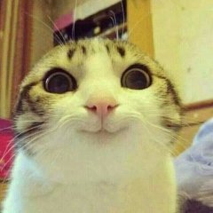 улыбающийся кот