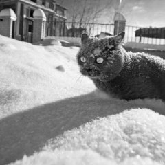 Cocaine so much cocaine