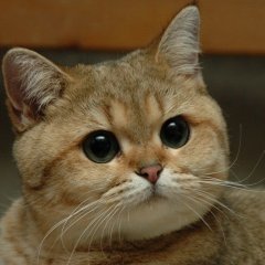 Дерзкий кот