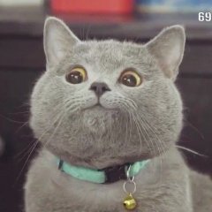Довольный котэ