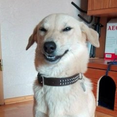 Ехидная собака