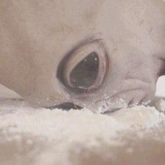 Инопланетянин под коксом