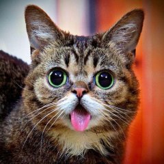 Кошка