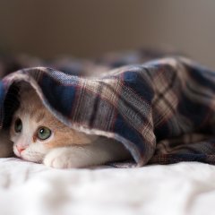 Кот который ненавидит мир