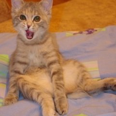 Кот мамон