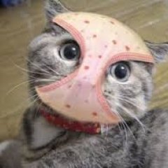 Кот с трусами