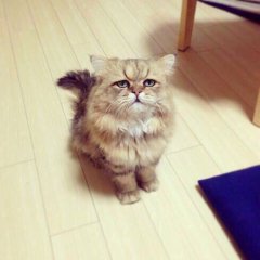 Кот