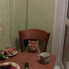 Кот